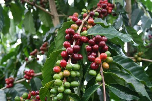 コーヒー豆３原種