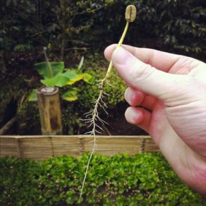 コーヒー豆　構造