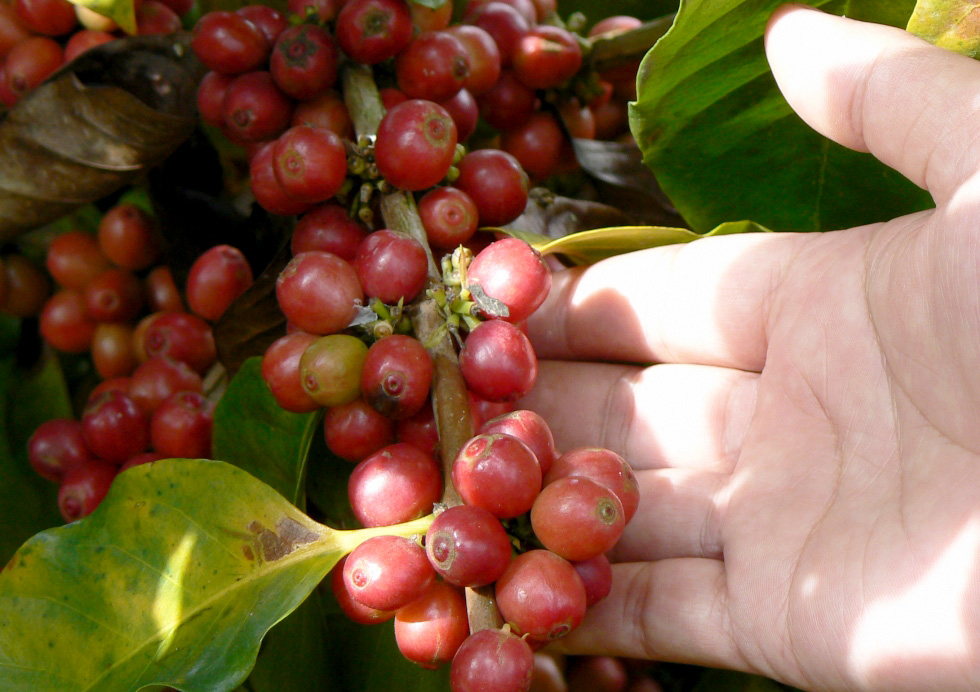 コーヒー　農作物