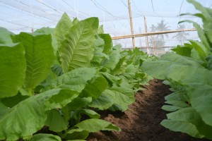 How to make The Violin Leaf