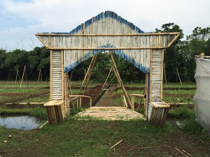 ジャワ島のタバコ農園を視察しました（ジャワ葉）