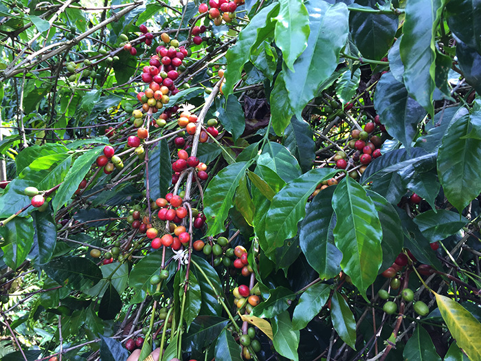 コーヒー農園を視察しました『アチェ州タケンゴン地区』