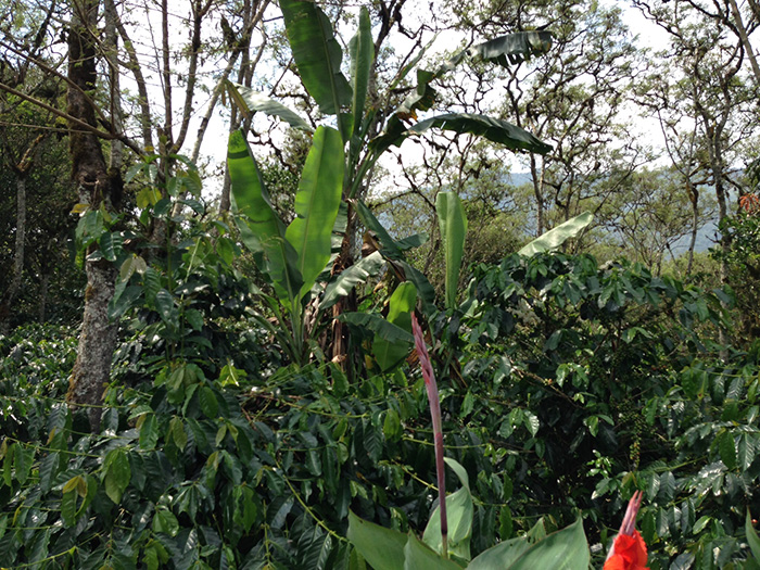 コーヒー農園を視察しました『アチェ州タケンゴン地区』