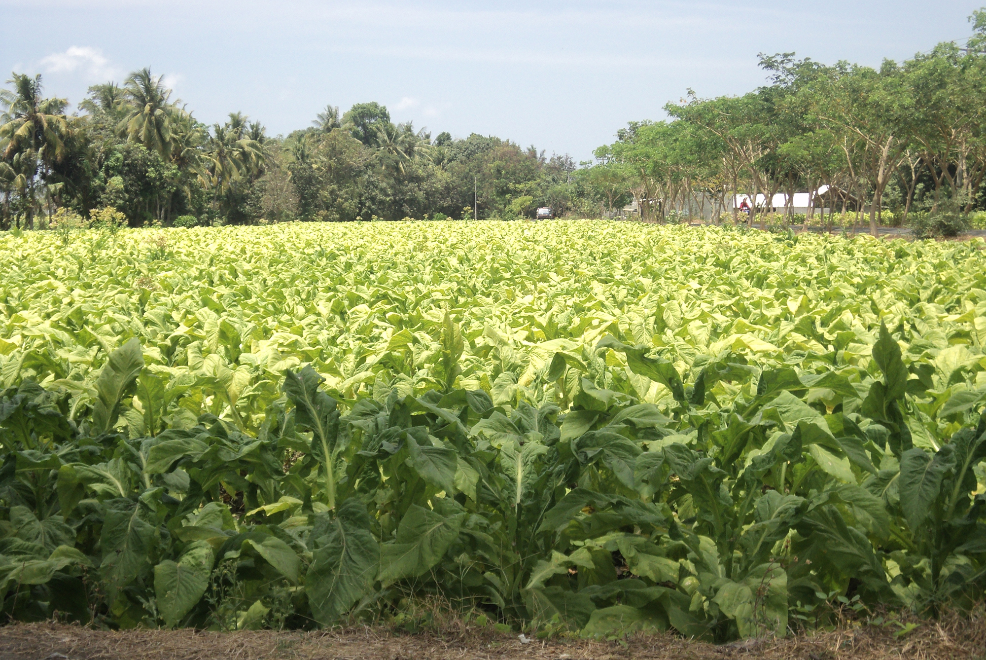 インドネシアで栽培 生産されているタバコ葉 Smith Corporation